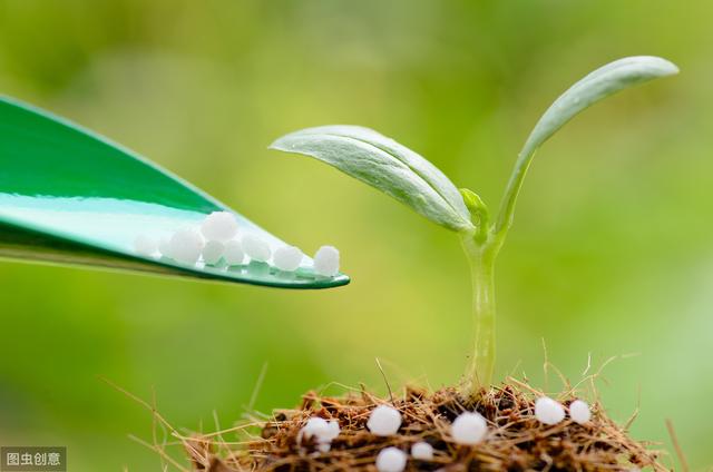 种植砂仁一亩投资多少钱,阳春砂仁种植技术最新发展动态