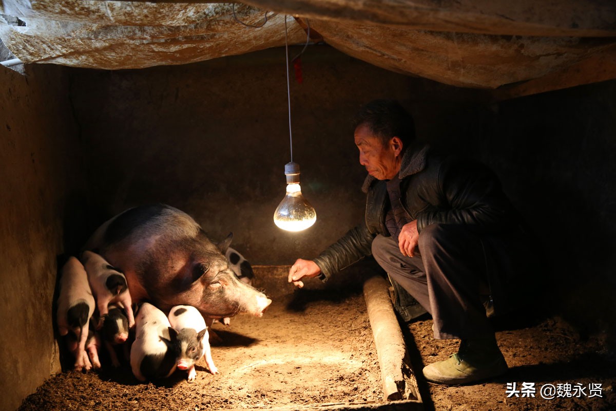 72岁老人养了10年母猪,22年养10头母猪一年能挣多少钱