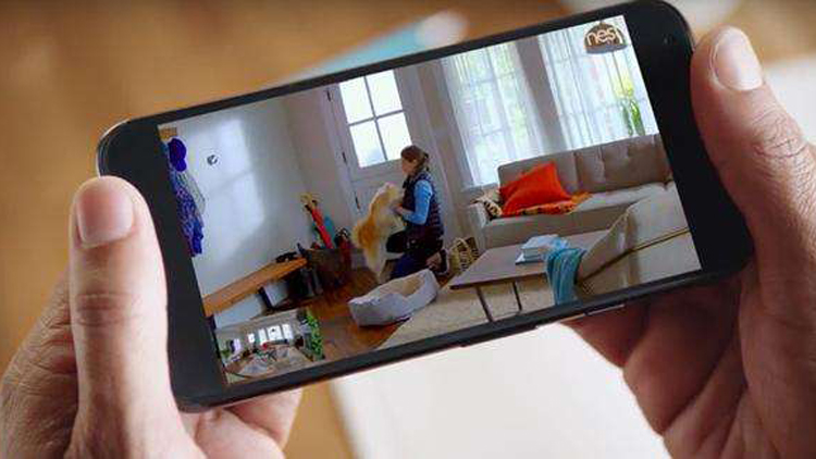 带猫回家过年注意事项萌宠指南,猫咪春节寄养指南