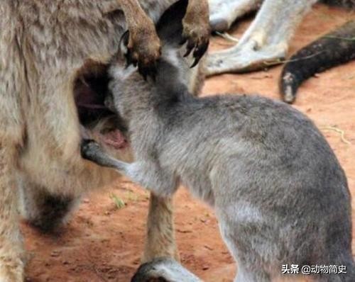 澳大利亚国宝袋鼠是超雄吗,澳洲袋鼠国宝