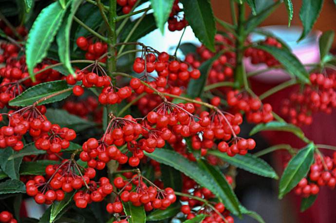 金玉满堂红果树开什么样的花,金玉满堂的红果子能培育小苗吗