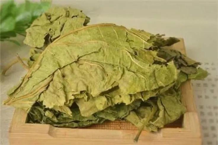 在诗经中走出来的中药,桑葚有没有出现在诗经里