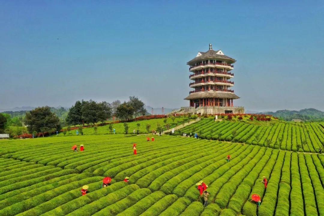 贵州遵义的a级景区有哪些,贵州遵义5a级旅游景点