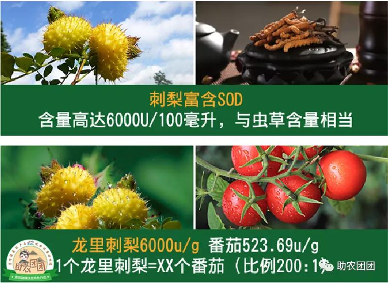 助农团团最新视频,助农团团所有视频