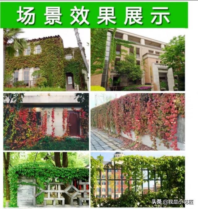 适合阳台种植的爬藤植物都有哪些,家庭阳台种什么爬藤植物比较好