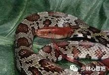 动物中药功效大全,中药药材大全及功效