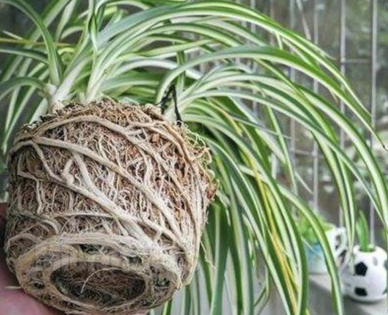 吊兰君子兰根怎么养,君子兰吊兰换盆方法