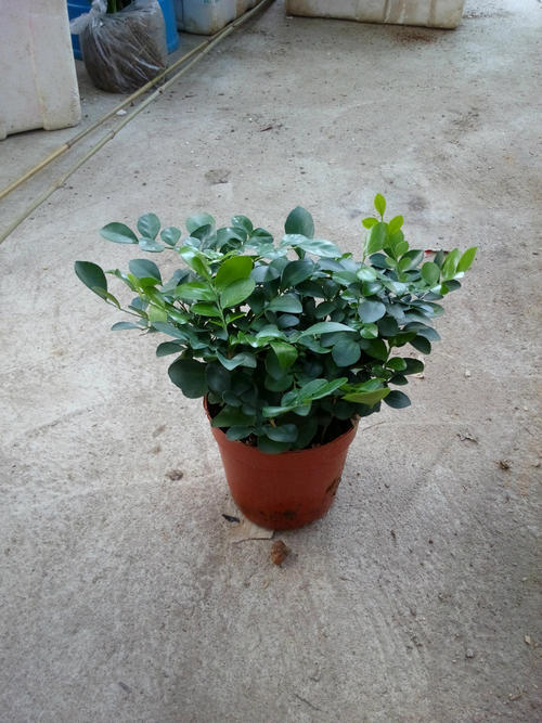 家中九里香树的养护方法,九里香树怎么养才能开花