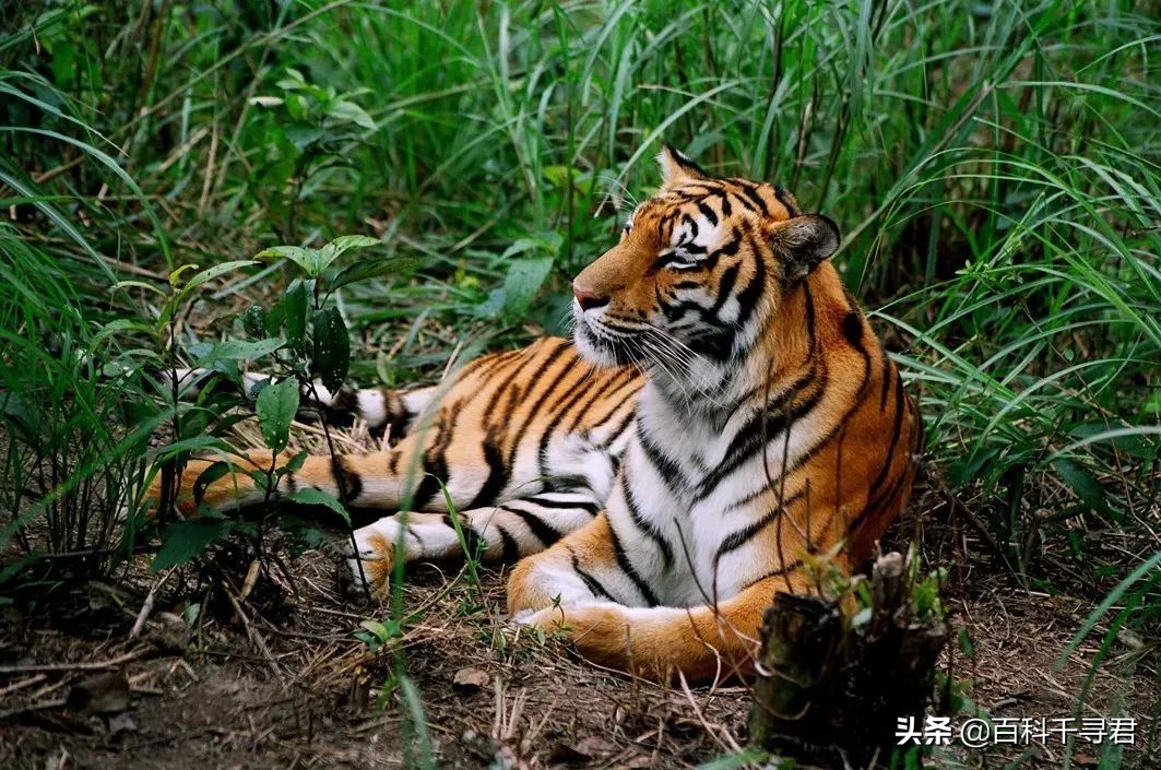 如何让灭绝的物种复活,怎样才能复活灭绝后的动物