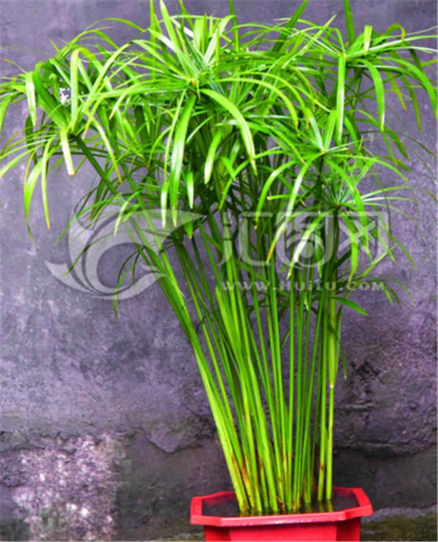 水培水竹黄叶是什么原因引起的,新买水竹怎么培养才不会黄叶