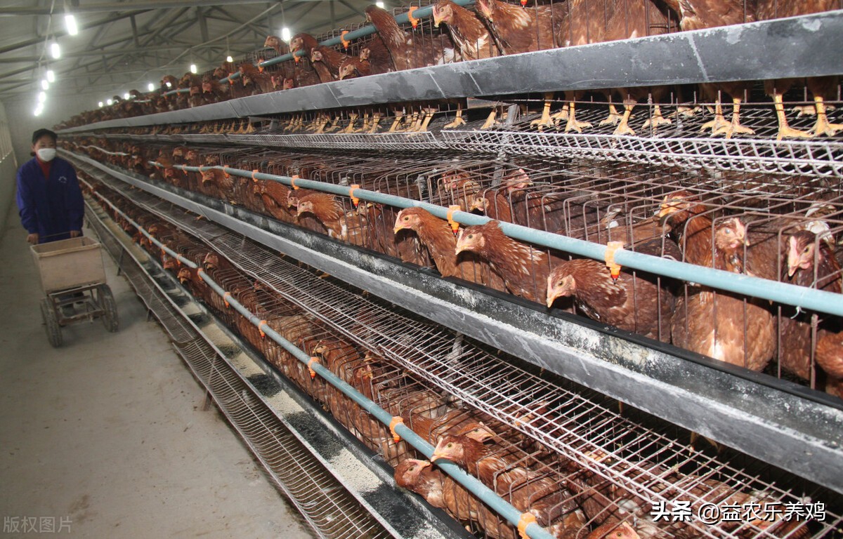 鸡粪经过脱水处理能直接使用吗,鸡粪的处理