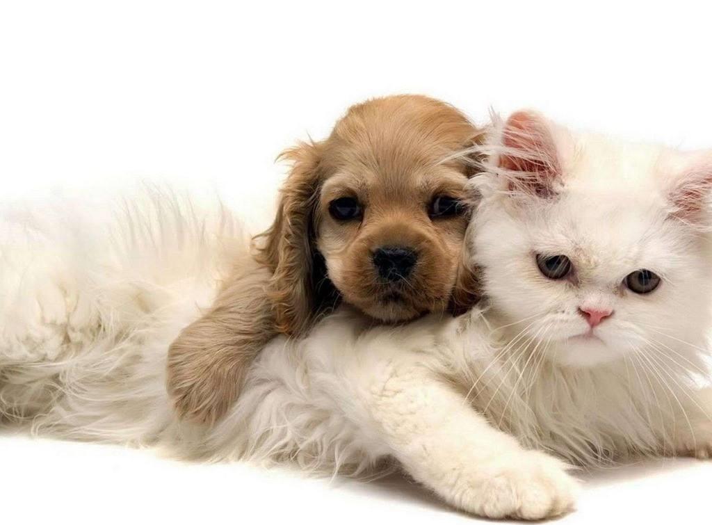 那些好用却不为人知的宠物药品