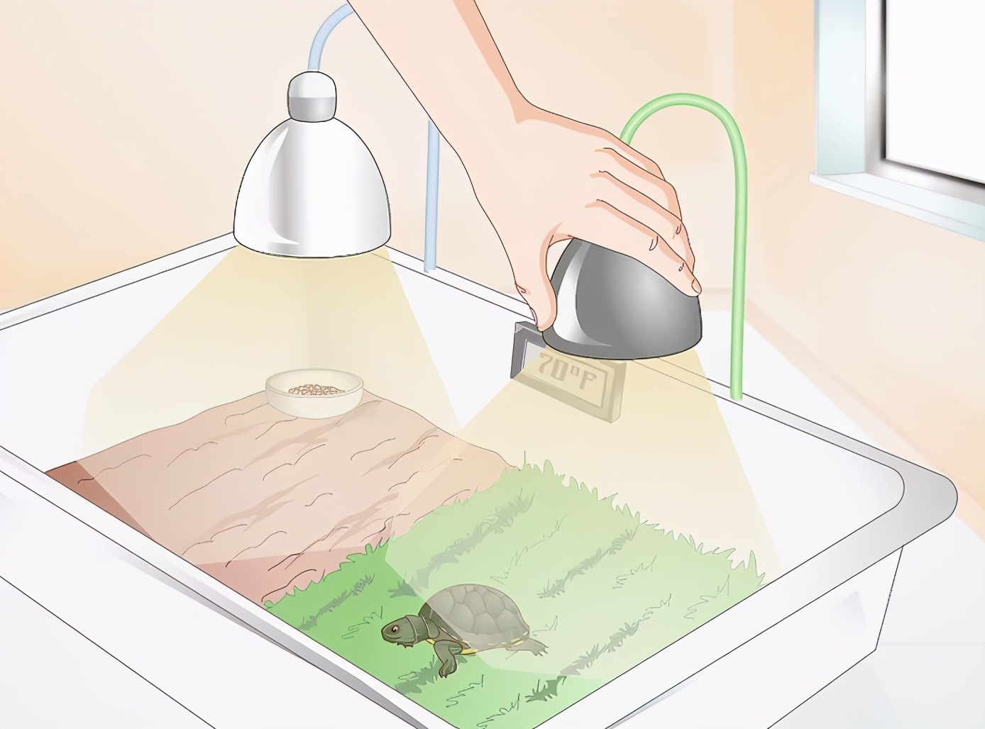 乌龟冬眠醒来不进食,乌龟不进食怎么办