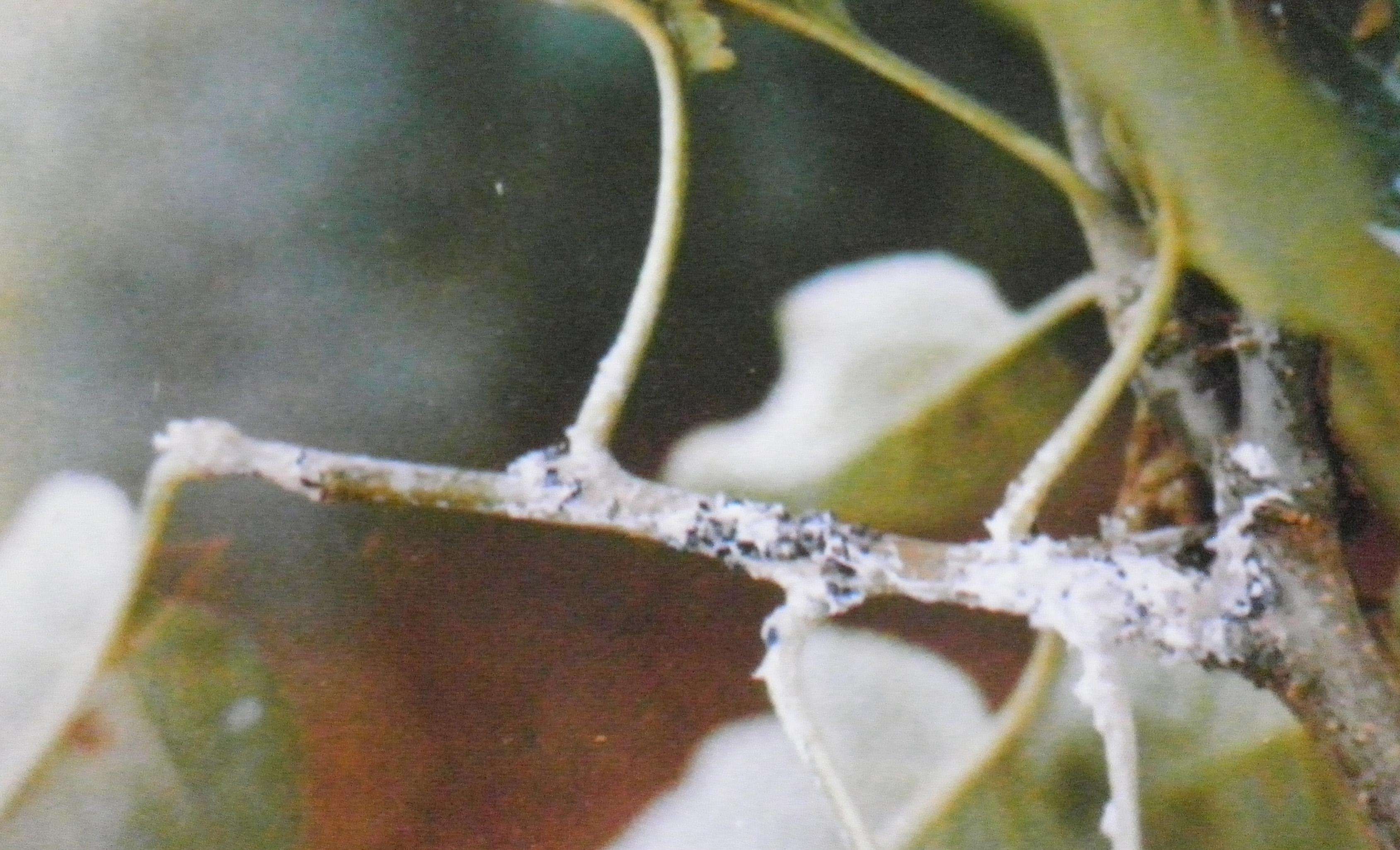 苹果树棉蚜防治时间,怎样防治苹果绵蚜