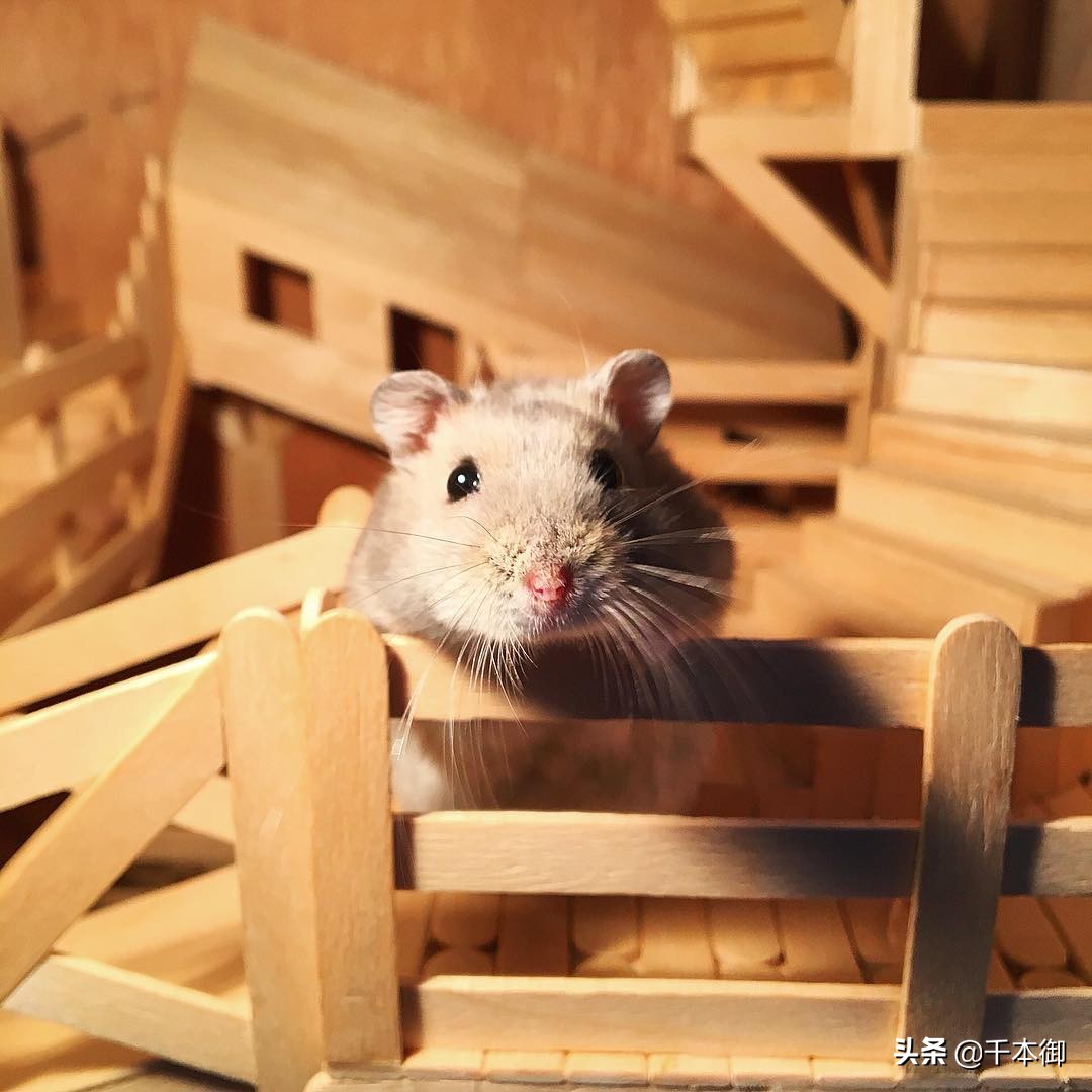 国外牛人3d打印摩托车,最好的3d打印摩托车