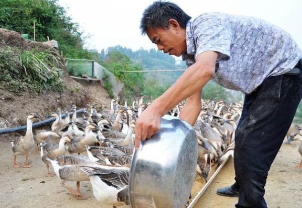 农村这几个养殖项目月收入过万,农村养殖什么项目能年入百万