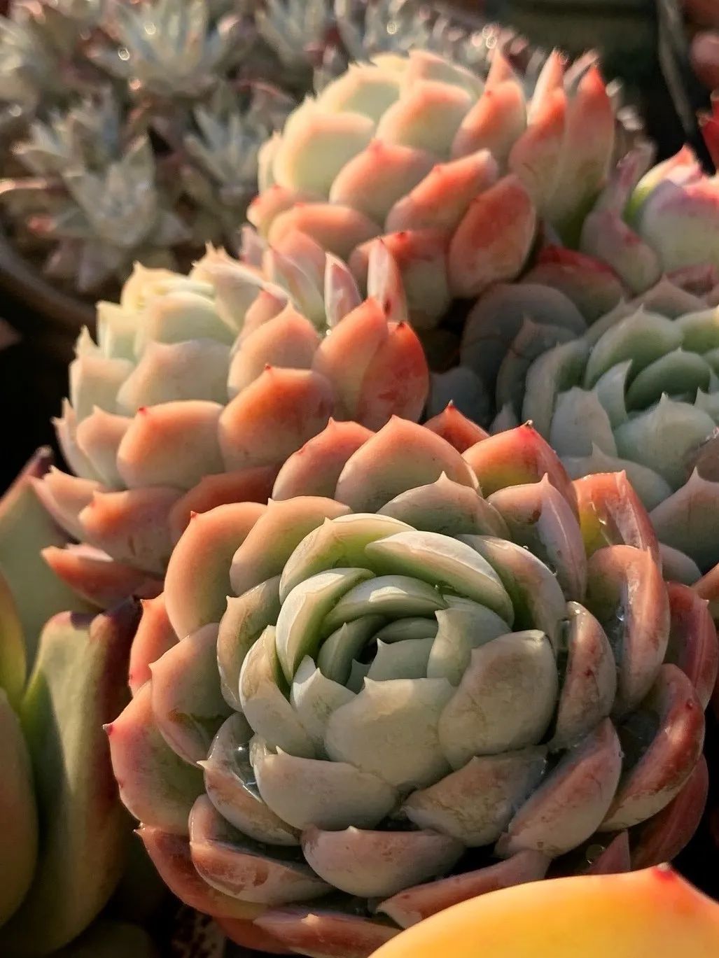 禁足的日子收获颇多,禁足