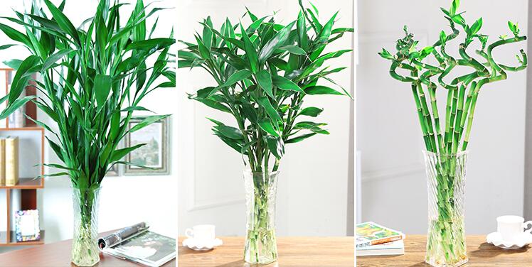 水培荷花竹怎么变黄了,水培荷花竹摆放禁忌