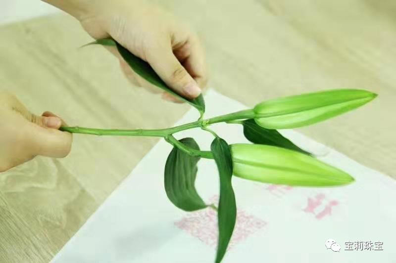 初美优选樊莉莉：百合花的养护