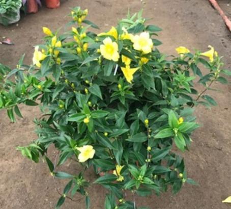 刚买回来的法国香水茉莉怎样上盆,香水茉莉花换盆教程