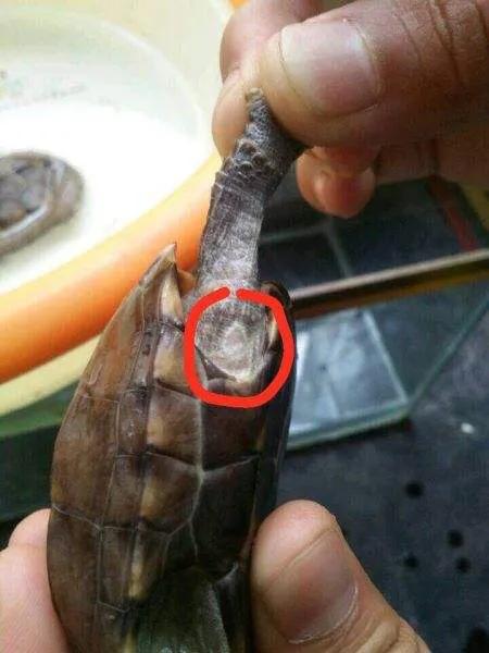 治龟最好的特效药,治疗龟病最好的中药