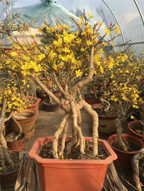 迎春花怎么养才能长得好看,迎春花怎么养才能更旺盛