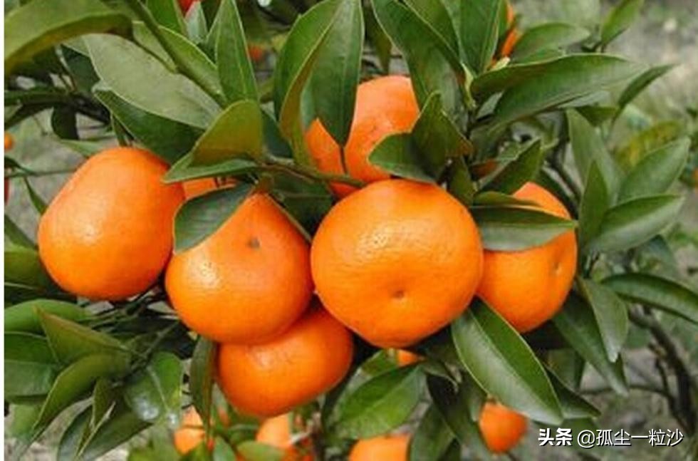 惠州市龙门县8大推荐美食，这些地方美食值得你的品尝