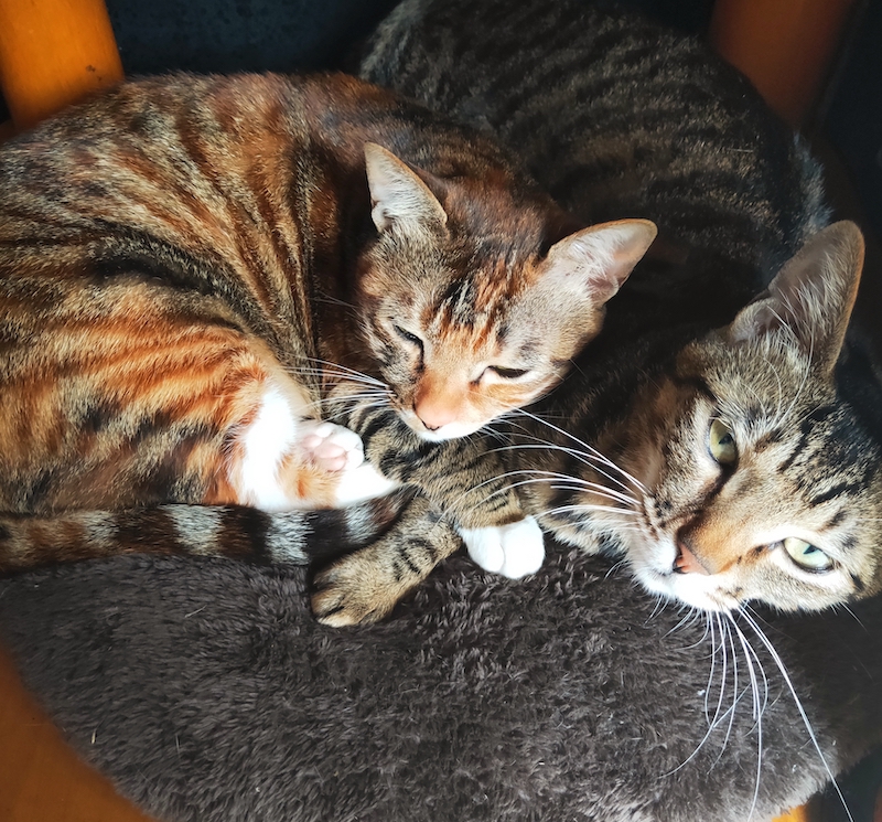 养了一对猫兄妹怎么办,养兄妹猫好不好