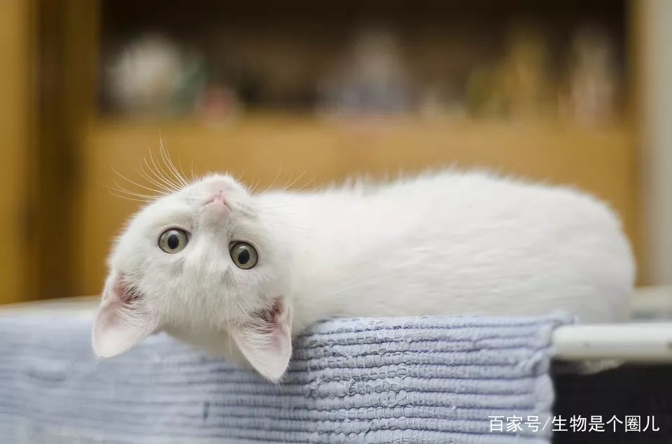 养宠小知识猫慢性肾衰竭治疗方法,猫咪肾衰竭救活大概多少钱