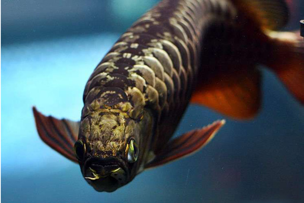 金龙鱼为什么价格便宜,金龙鱼跟红龙鱼哪个贵