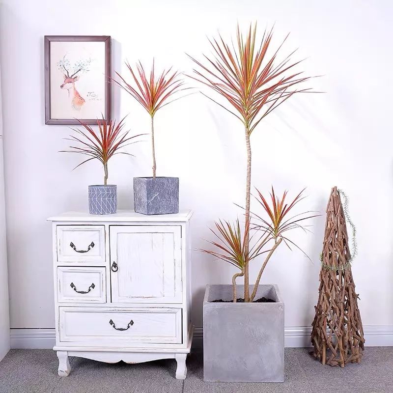 吸甲醛净化空气最好的绿植,除甲醛净化空气的室内绿植