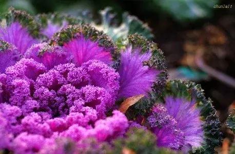 叶牡丹羽衣甘蓝,多头叶牡丹羽衣甘蓝