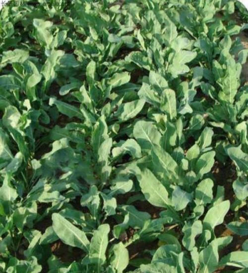 板蓝根和南非叶是同一种植物吗,板蓝根是一种什么样的植物