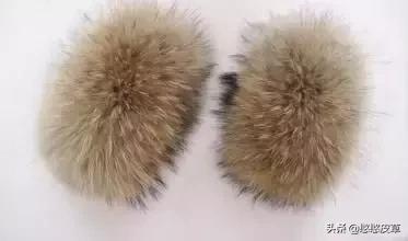 真假皮草区别是什么如何辨认,貂毛皮草真假怎么辨别