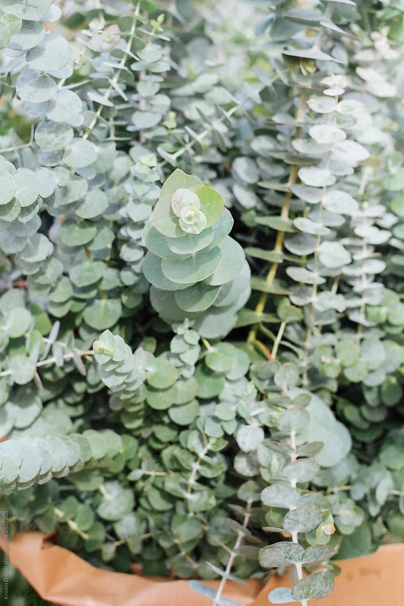 尤加利庭院,冷郁气质怎么形容