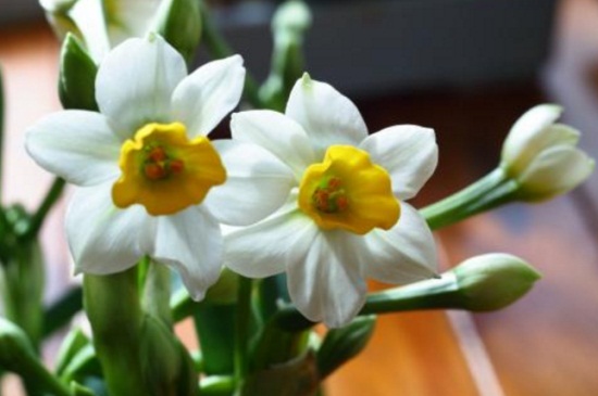 中国十大名贵花卉,昂贵花卉品种介绍