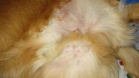 我家狗狗长“痘痘“了？你的一时疏忽可能让狗狗瘙痒难忍