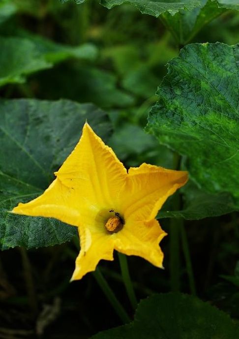 诗词鉴赏-频年学圃休相笑千古英雄亦荷锄，那些诗人种菜的诗词