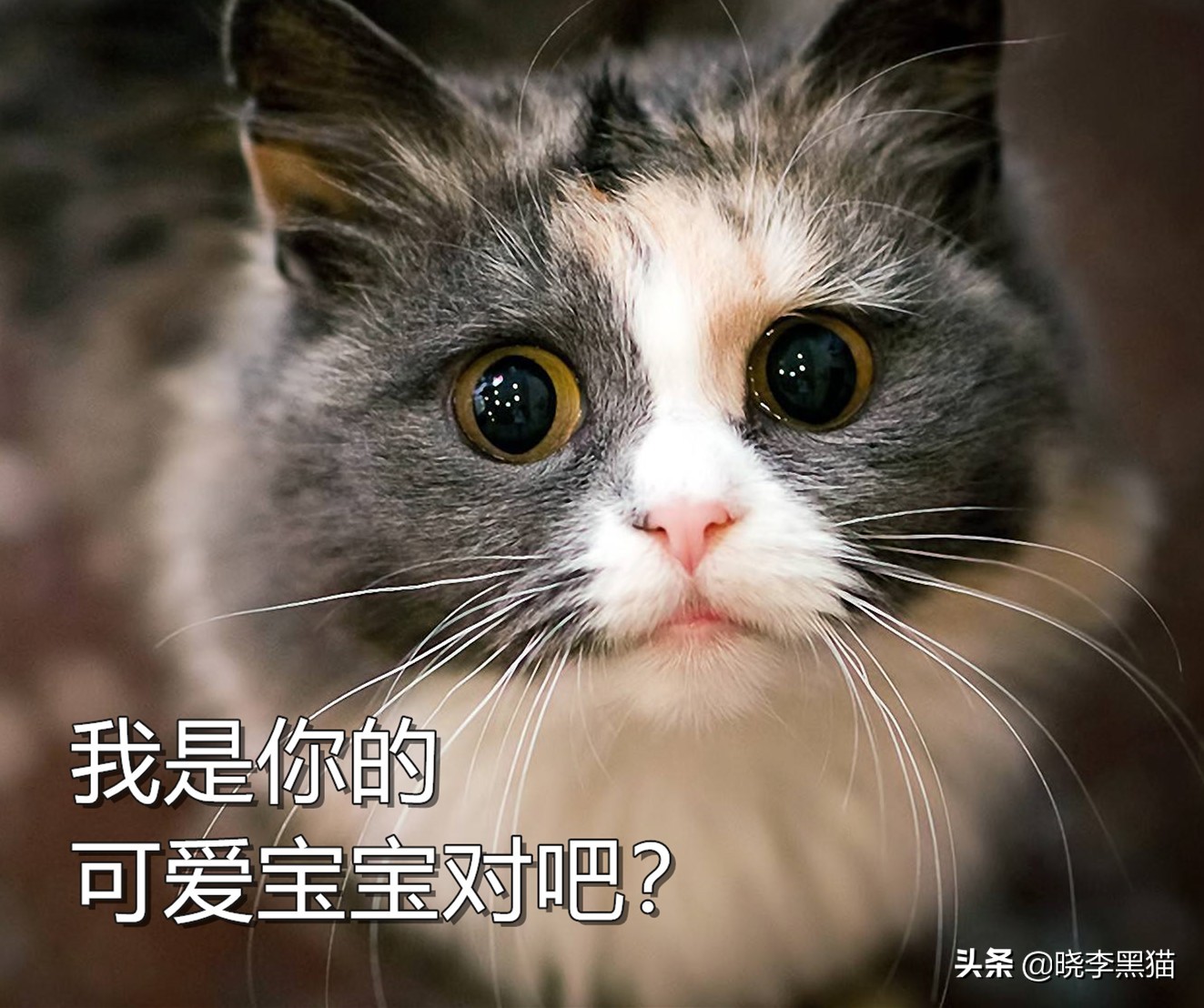 猫的语言有多厉害,猫的语言能力有多强大