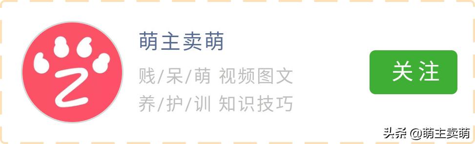 狗狗要生了铲屎官怎么办,狗狗生产12小时还没生下来