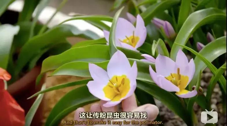 bbc中国探秘纪录片,bbc探秘印尼爪哇古洞