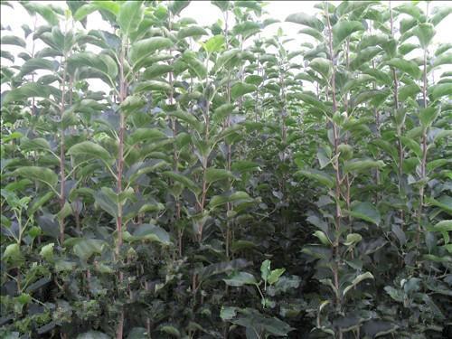 苹果树的长枝和短枝,苹果树苗矮化和乔化的区别