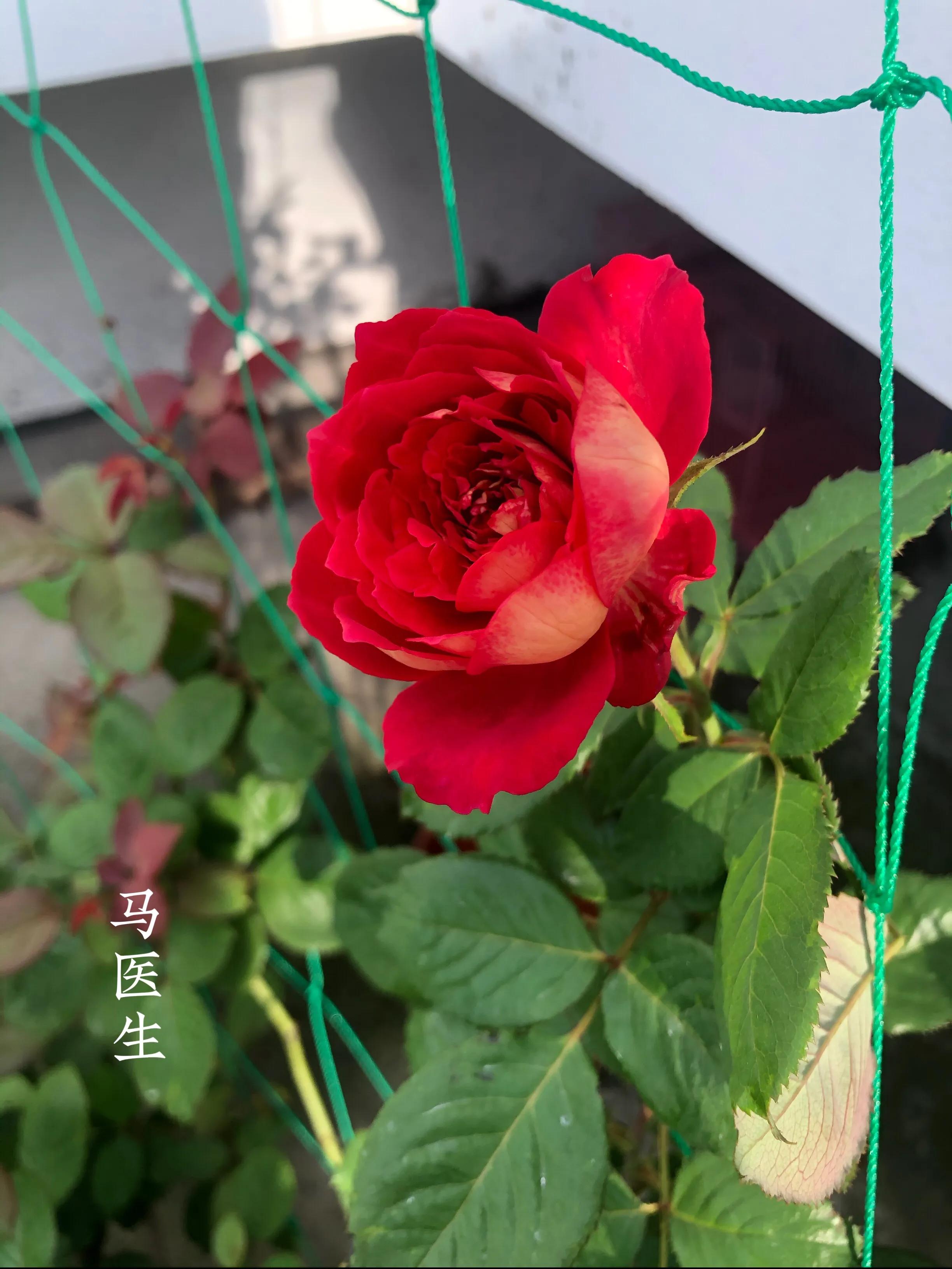 耐晒的藤本月季哪个品种好,哪些月季不适合广东