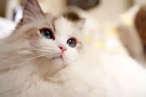 新手养猫第一天猫咪害怕怎么办,新手铲屎官养猫知识