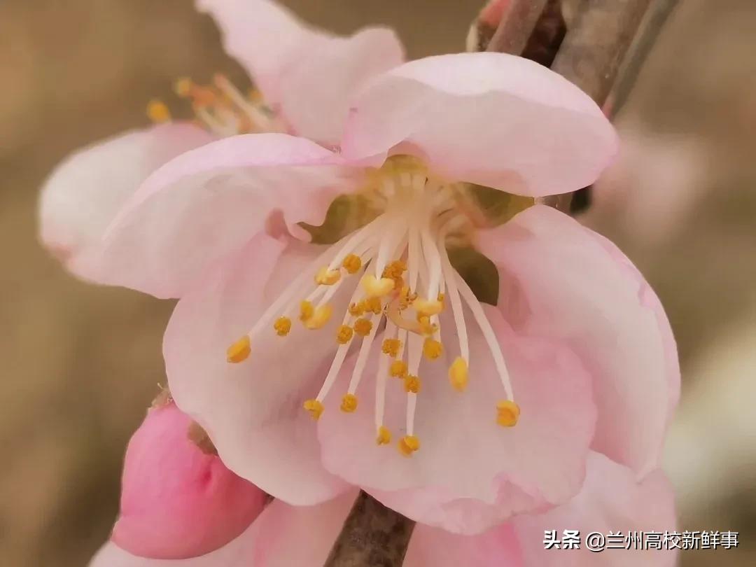 兰财校花,高校校花青春来袭你pick哪一款