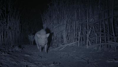 豆瓣netflix电影,bbc地球奇观纪录片