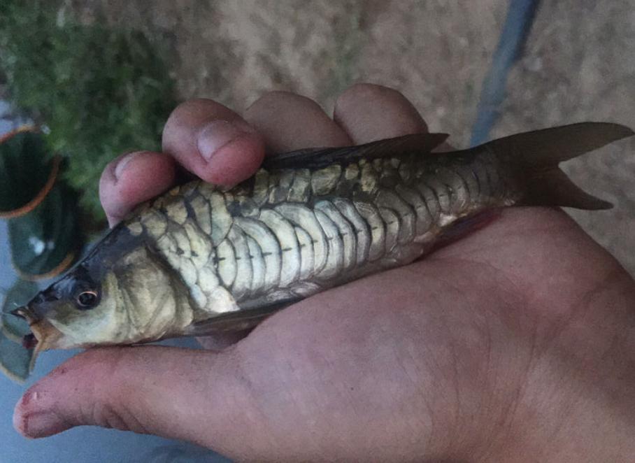 江里钓起“僵尸鱼”，鳞片稀疏已掉光，网友：忍着不死