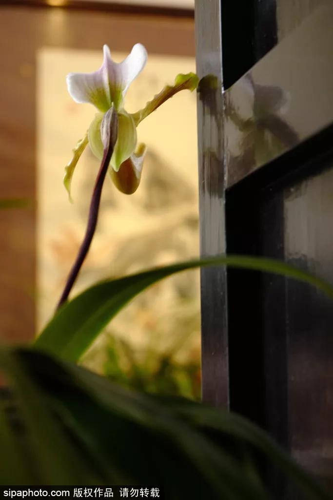 在这个距离*安门天**最近的公园，邂逅世界四大兰花展之一！过年看花就来这！