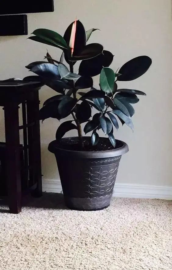 装饰高级感家里绿植推荐,室内装饰花卉及盆景植物