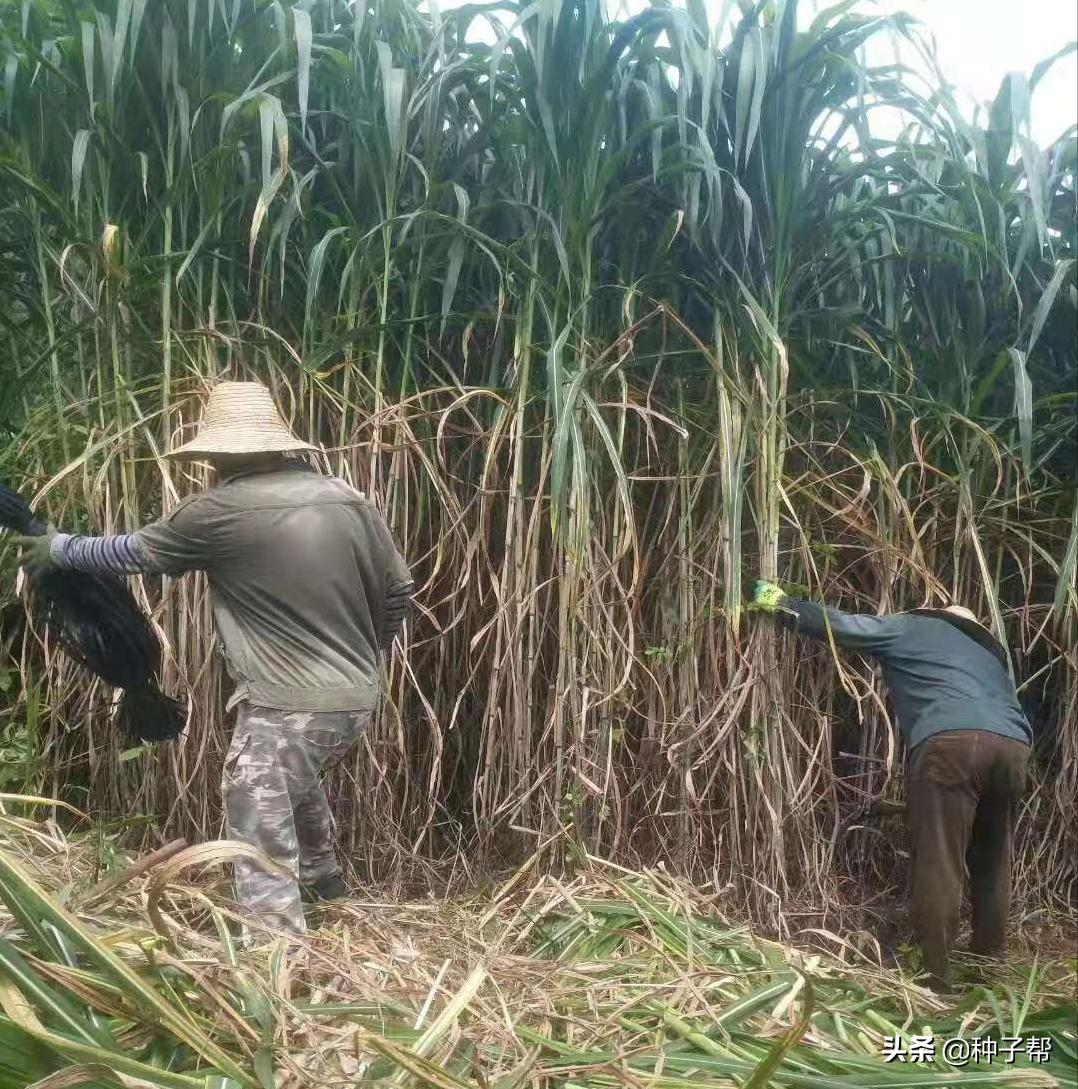 高产牧草养殖技术视频,牧草茎节栽培技术